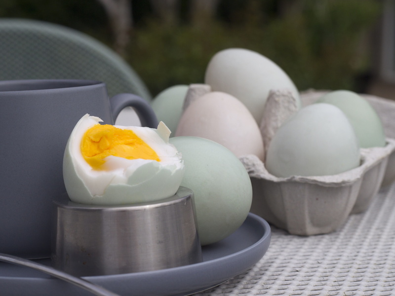 focus on foreground, table, bowl, boiled, 5K, outdoors, no people, container, nature, egg, day, freshness, egg yolk, food and drink, breakfast, boiled egg