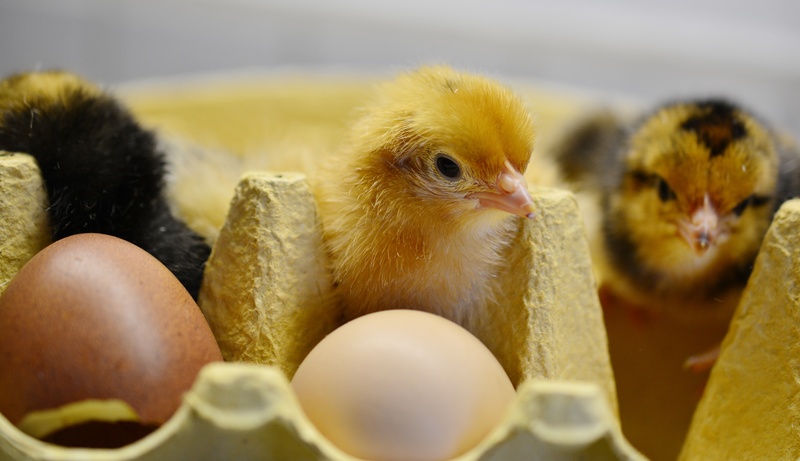 beginnings, yellow, young animal, close-up, poultry, domestic animals, group of animals, fluffy, three, bird, domestic, food, hatched, chicken, hatch, young bird