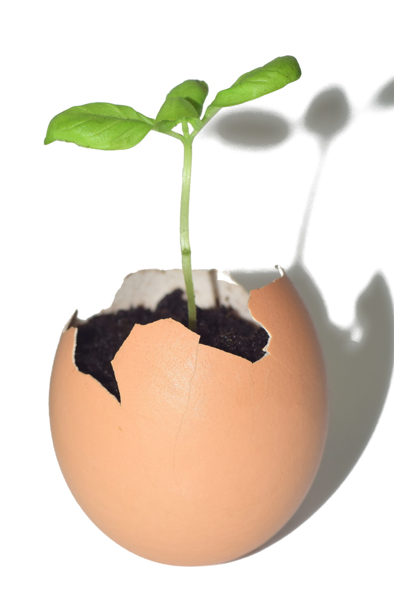 white background, tender, plant, studio shot, still life, no people, food, indoors, wellbeing, project, cut out, live, born, brown, 5K, plant part, eggshell