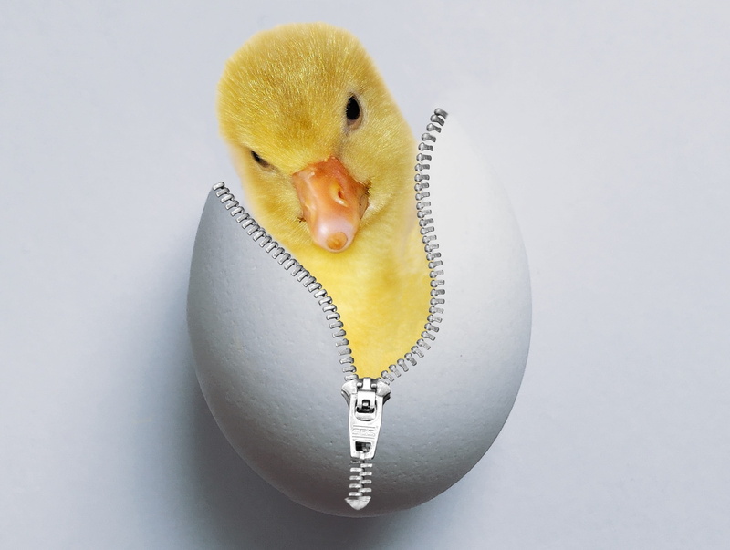 ducking, hatched, 4K, food, shell, animal egg, zip, domestic animals, livestock, indoors, one animal, dieting, animal, single object, chicks, eggshell