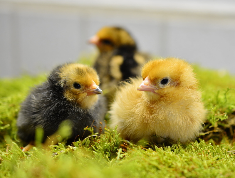 fluff, selective, no people, domestic, fluffy, photography, free Range, young Animal, 4K, outdoors, farm, selective focus, agriculture, livestock, mammal