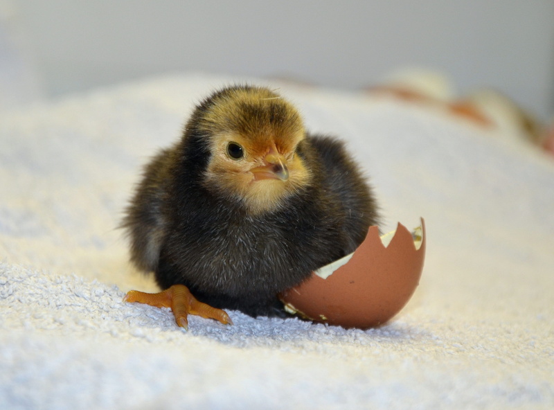 baby chicken, chickens, domestic, vertebrate, chick, animal wildlife, nature, hatch, livestock, one animal, small, bird, yellow, hatched, selective focus