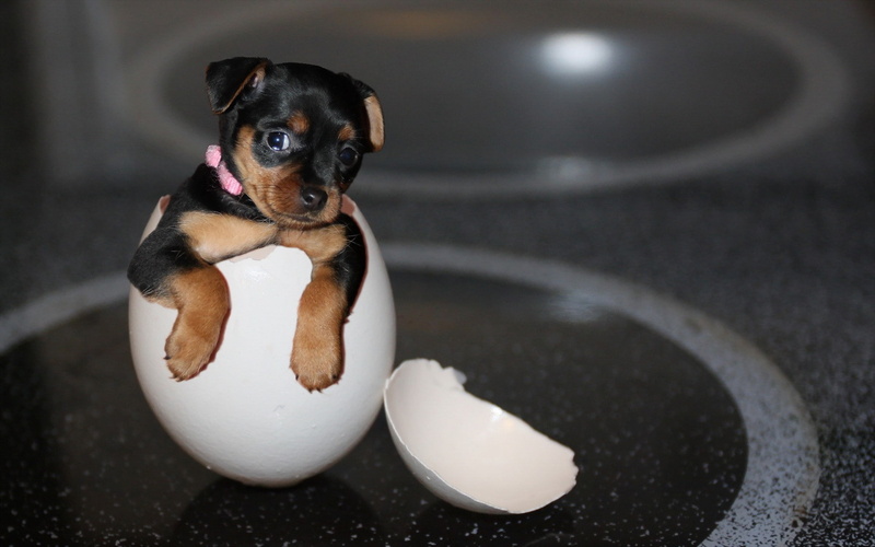 puppy, animal themes, looking at camera, indoors, fun, pets, dog, animal, canine, vertebrate, no people, baby animals, one animal, small, domestic animals