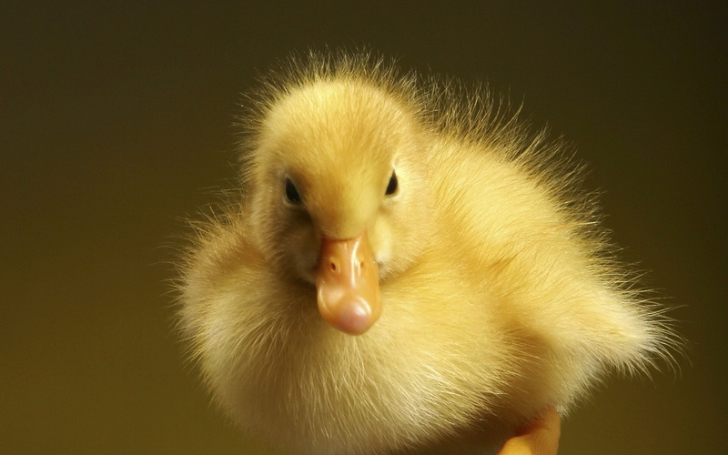 hd, bird, 1080P, chick, chicken, animals