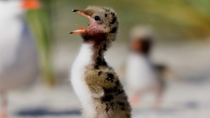 animal neck, beak, nature, no people, birds, one animal, baby animals, outdoors, animals in the wild, young bird, brown, animal wildlife, gosling, focus on foreground