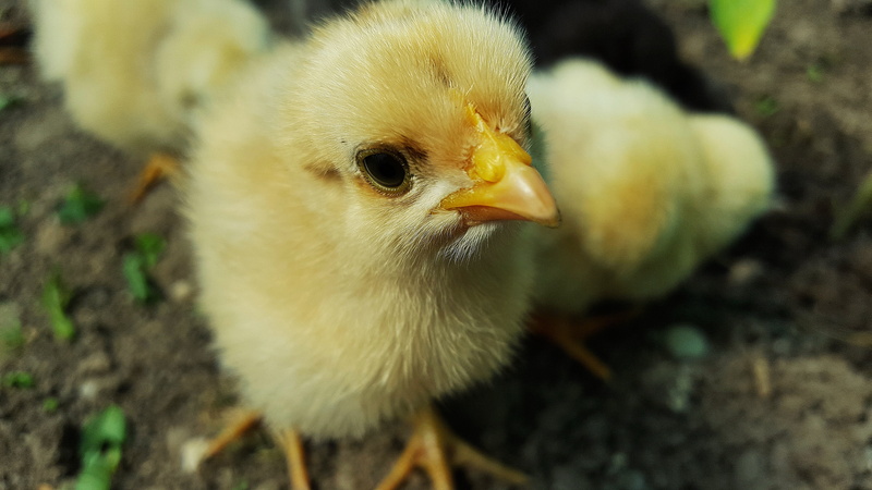 chicken photos, chicken images, baby Chicken, baby chicks, chicken pictures, chickens, 5K, photo, vertebrate, chick photo, farm, chicken little, small