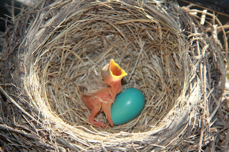 vertebrate, security, animal egg, baby, young animal, nest, young bird, day, new life, protection, beside, animal nest, outdoors, s, animal, nature, beginnings