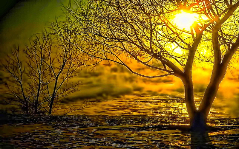 sunrise, begin, mist, lake, 1080P, 3d and abstract, tree