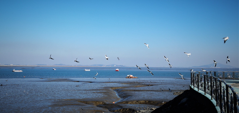 nature, the nature of the, chilly, no people, season them, screen, panorama, animal wildlife, vertebrate, cloud, new, flapping its wings, lens