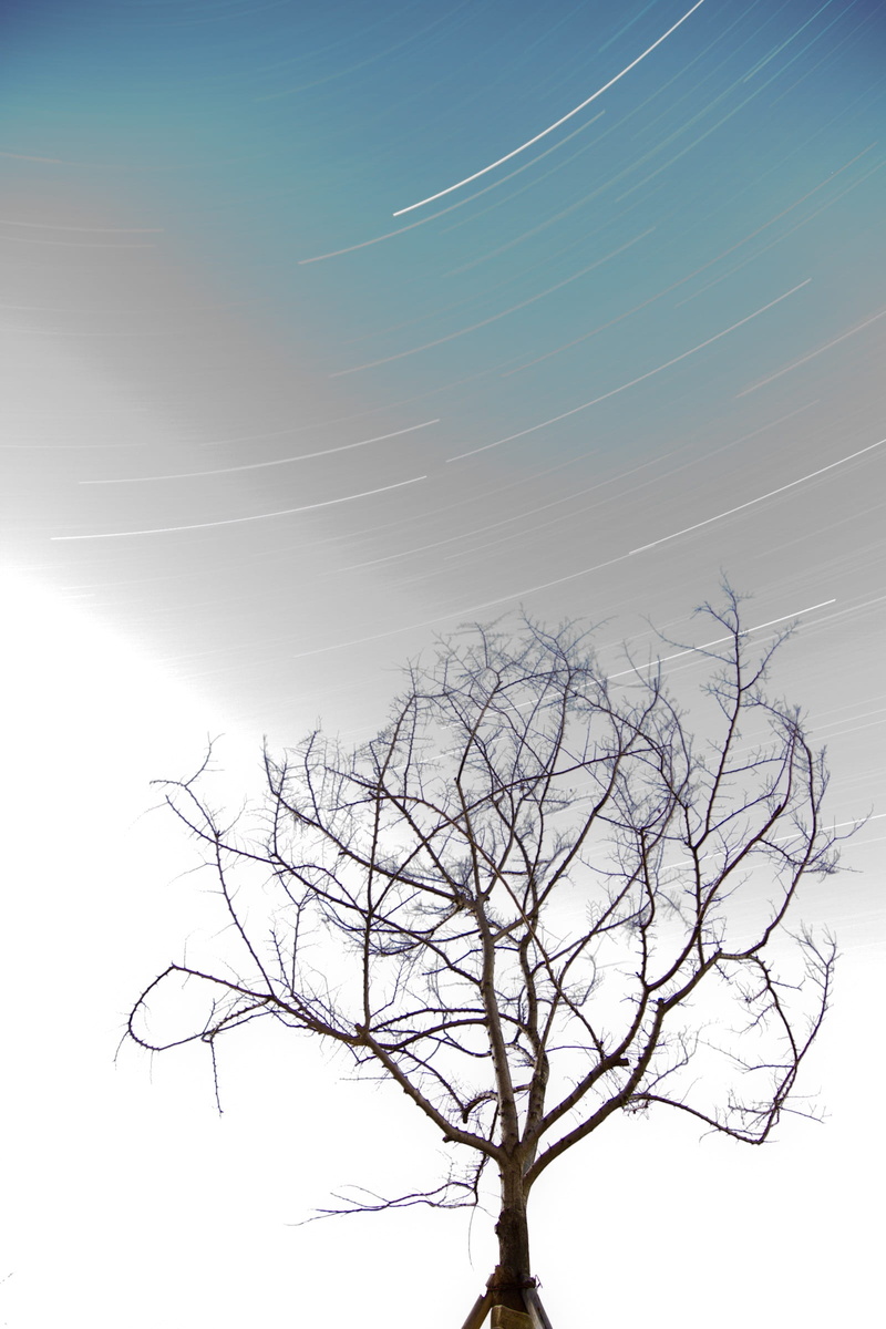 the trajectory of the, low angle view, nature, Failure, star, cable, brightly lit, silhouette, dead plant, Trajectory, sky, scenics - nature, vapor trail