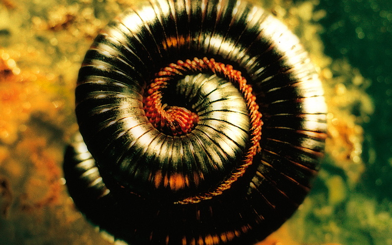 rock, nine-inch-nails, industrial, 2K, alternative, inch, nine, nin, nails, metal