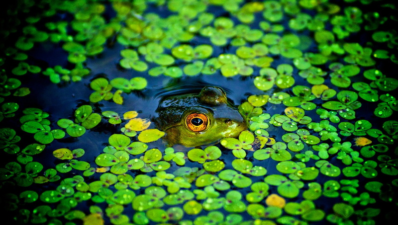 1080P, green color, water, frog, one animal, animals, animals in the wild, day, amphibian, marine, close-up, pond, animal themes, no people, animal, animal body part