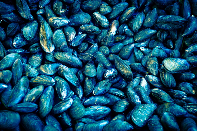 shellfish, healthy eating, raw food, textured, 2K, no people, nature, food, backgrounds, retail, indoors, market, freshness, food and drink, still life