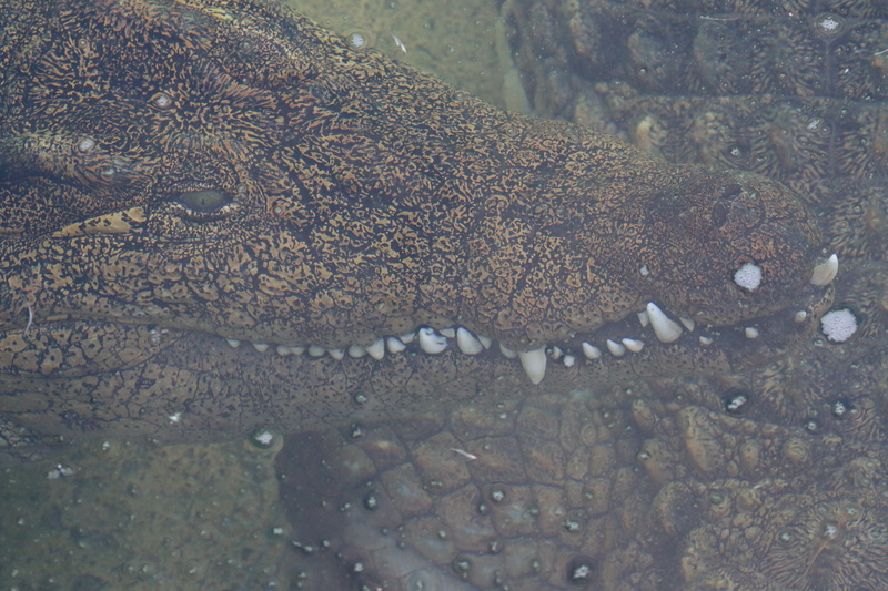 teeth, eyes, river, amphibians, textured, outdoors, jaws, cautious, animal wildlife, zoo, rainforest, nature, pattern, crocodile, wild, animals in the wild