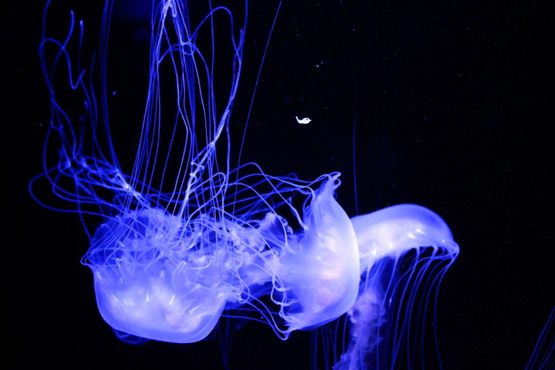 moon, undersea, aquarium, animals in the wild, black, illuminated, fish, glowing, animals in captivity, jelly, no people, natural, dark, water, black background