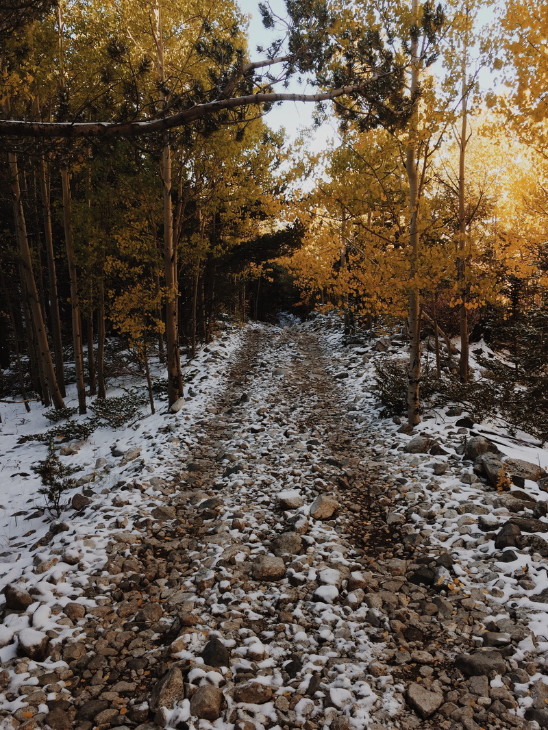 snow, hiking, united states, trees, woodland, winter, forrest, fall, land, colorado, tree, change, beauty in nature, tranquil scene, plant, forest, covering
