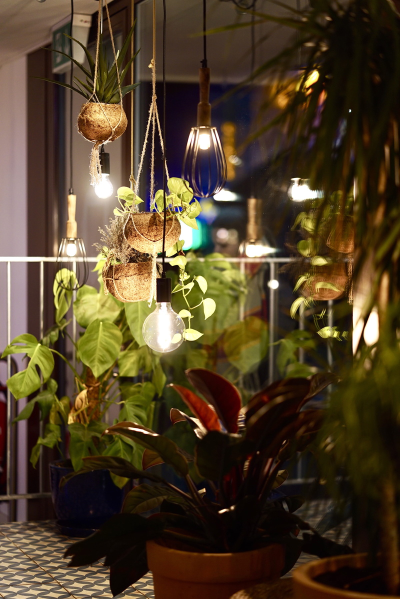 growth, near, day, plant part, lamps, hanging, leaf, plant, fence, nature, 4K, close-up, planter, power, pots, several, tree, celebration, christmas, lights
