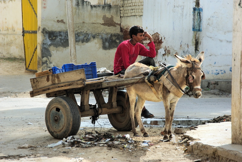 mammal, cultures, one animal, day, vertebrate, riding, donkey, carriage, people, brown, horse, indian Culture, livestock, transportation, 4K, one person