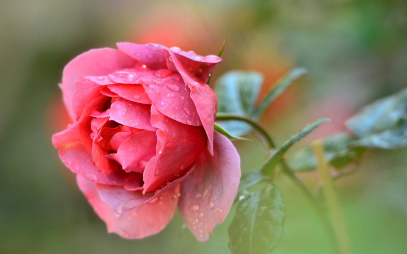 Red, Drops, Single, Rose, Water, Flower, 1080P