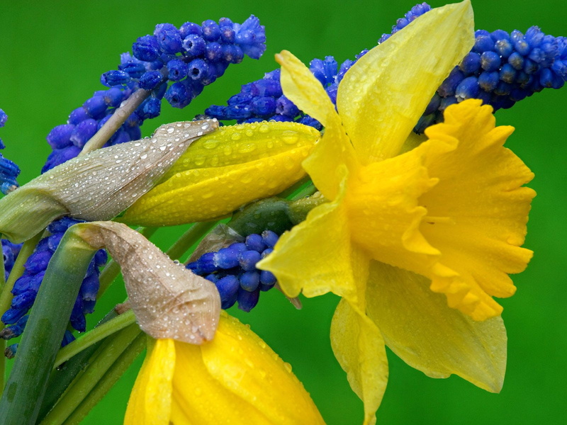 flowers, daffodils, hyacinth, hd, and, 720P