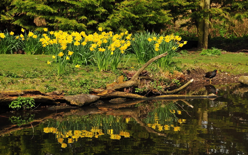 2K, flowers, daffodils, 2560x1600, lake, daffodil, side