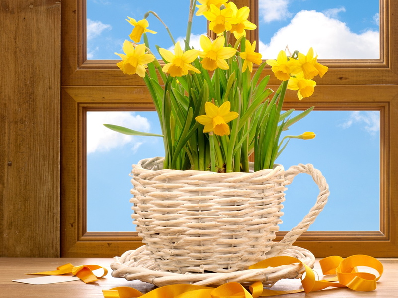 2K, Flowers, Daffodils, Yellow