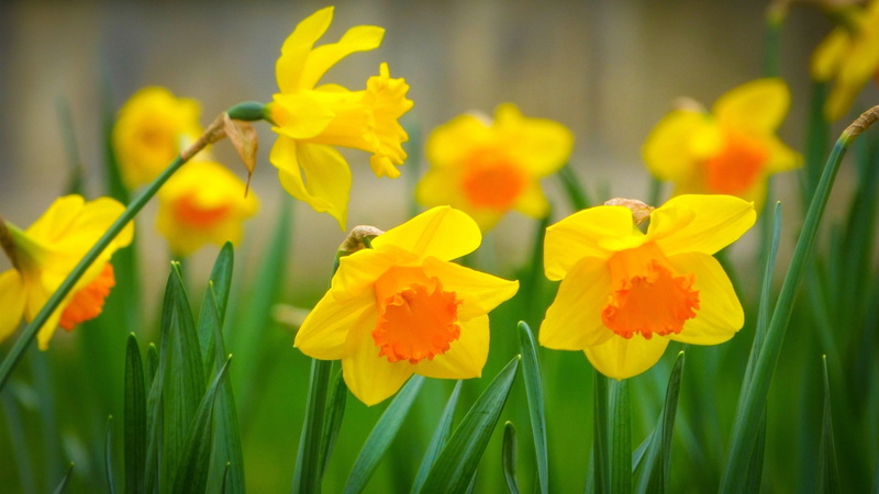 Macro, Leaves, Photography, Yellow, Daffodils, 1080P