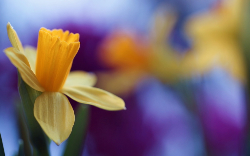 flowers, focus on foreground, women, sepal, day, yellow flowers, macro, inflorescence, close-up, s, soft focus, flowering plant, vulnerability, daffodils