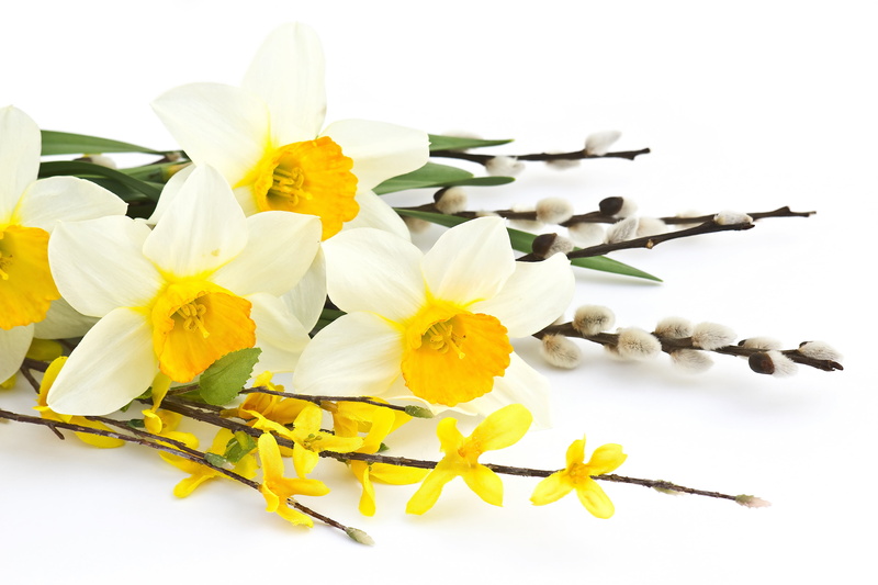 flower arrangement, 5K, branch, beauty In Nature, plant, springtime, blossom, leaf, white color, botany, flower, indoors, season, pollen, studio shot