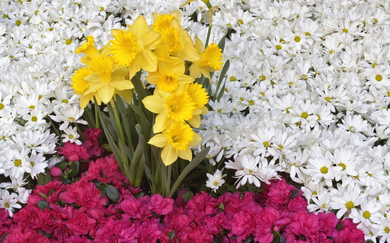 daffodils, summer, flower arrangement, day, full frame, inflorescence, beauty In Nature, botany, yellow, fragility, green Color, abundance, season, springtime