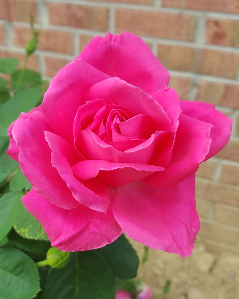 outdoors, flower head, close-up, rose - flower, nature, freshness, focus on foreground, plant, growth, petal, rose, pink, fragility, flowering plant, day