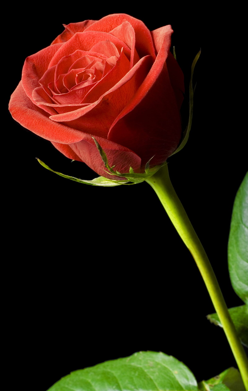 beauty in nature, isolated, red, single, love, valentine, 2K, vulnerability, beauty, black, flower head, object, close-up, fragility, day, rose, growth