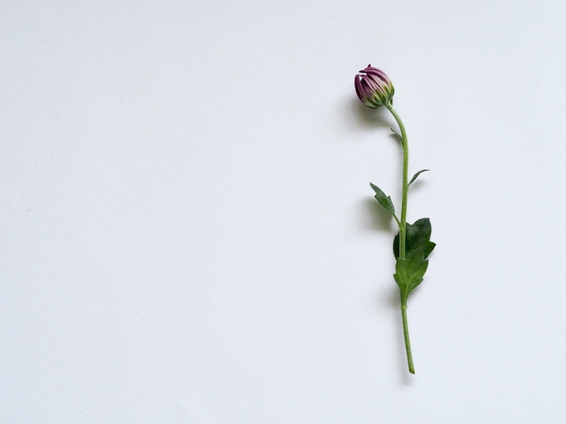 no people, background, fragility, studio shot, directly above, white background, white, flower head, stem, petal, green color, plant part, indoors, red