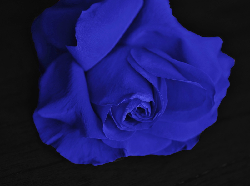 rose - flower, close-up, Romantic, Rose, Valentine, inflorescence, Love, single, fragility, Romance, freshness, Macro, black background, Wedding, studio shot