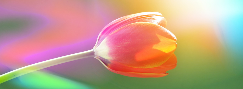 indoors, orange, 4K, flowering plant, beauty in nature, fruit, no people, freshness, food, Single, colored background, orange color, red, multi colored