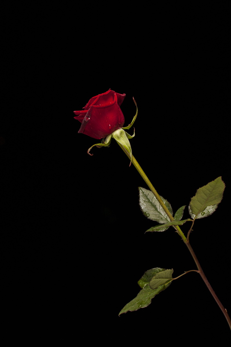 colors, red rose, plant part, leaves, close-up, fragility, summer, plant, nature, flowering plant, petal, leaf, wilted plant, vulnerability, indoors, color