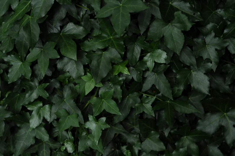 field, cork, outdoors, plant part, ivy, freshness, day, lush foliage, ireland, fitzgeralds park, tranquility, high angle view, green, leaf, no people, nature