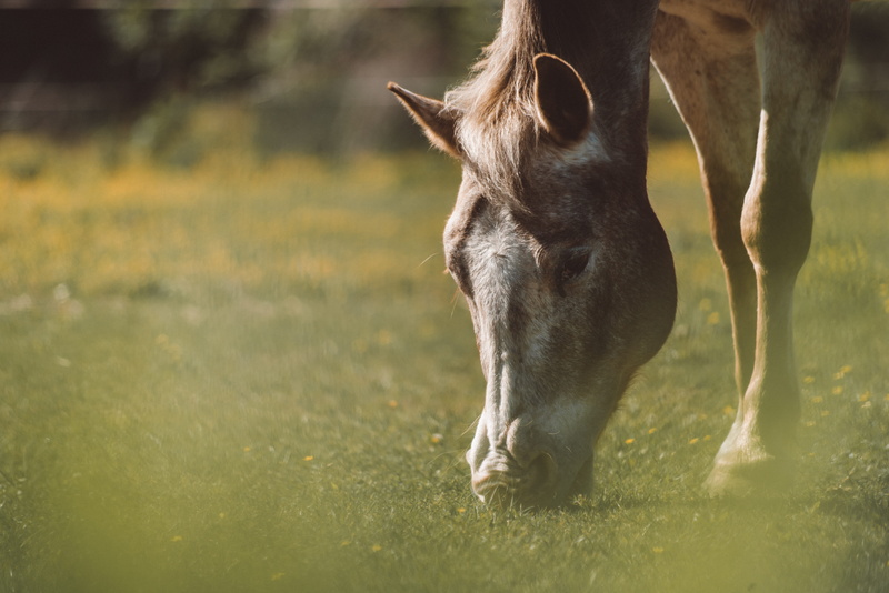 land, brown, photo, animal, horse, mammal, grass, day, domestic, herbivorous, gray, beauty In Nature, rural Scene, mare, vertebrate, animal themes, white horse