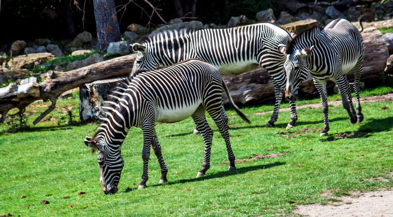 wild, 2K, black, plant, day, animal markings, wildlife photography, animals in the wild, endangered, no people, forest, striped, wild animals, herbivorous