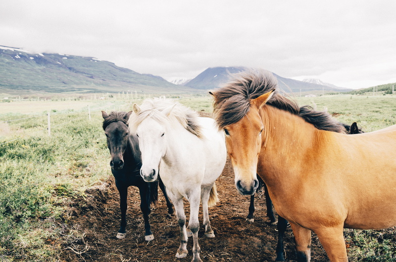 grass, animals, valeys, daytime, mountain range, farm, two animals, animal wildlife, field, mammal, domestic, mountain, mountains, sky, gray, no people