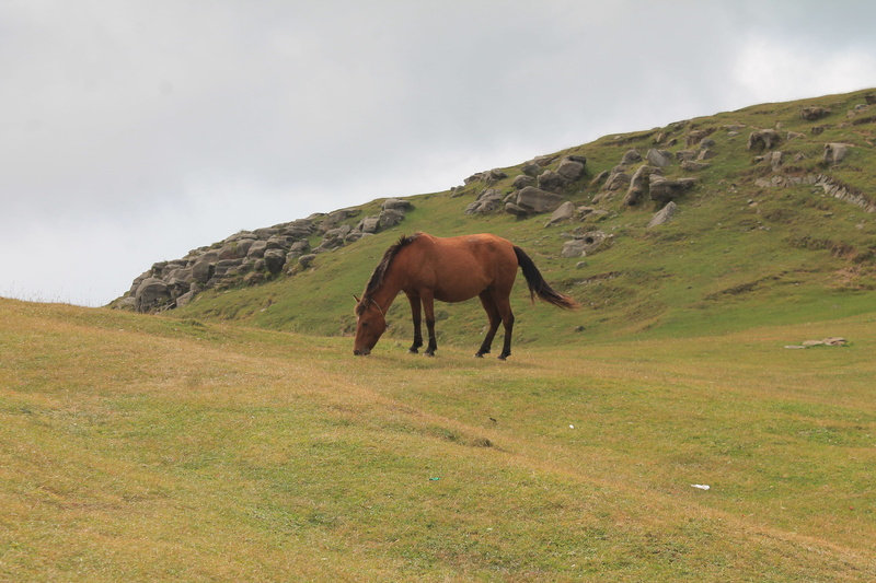 domestic animals, grass field, mountain, livestock, non-Urban Scene, landscape, stallion, no people, green, animal wildlife, eating, outdoors, beauty In Nature