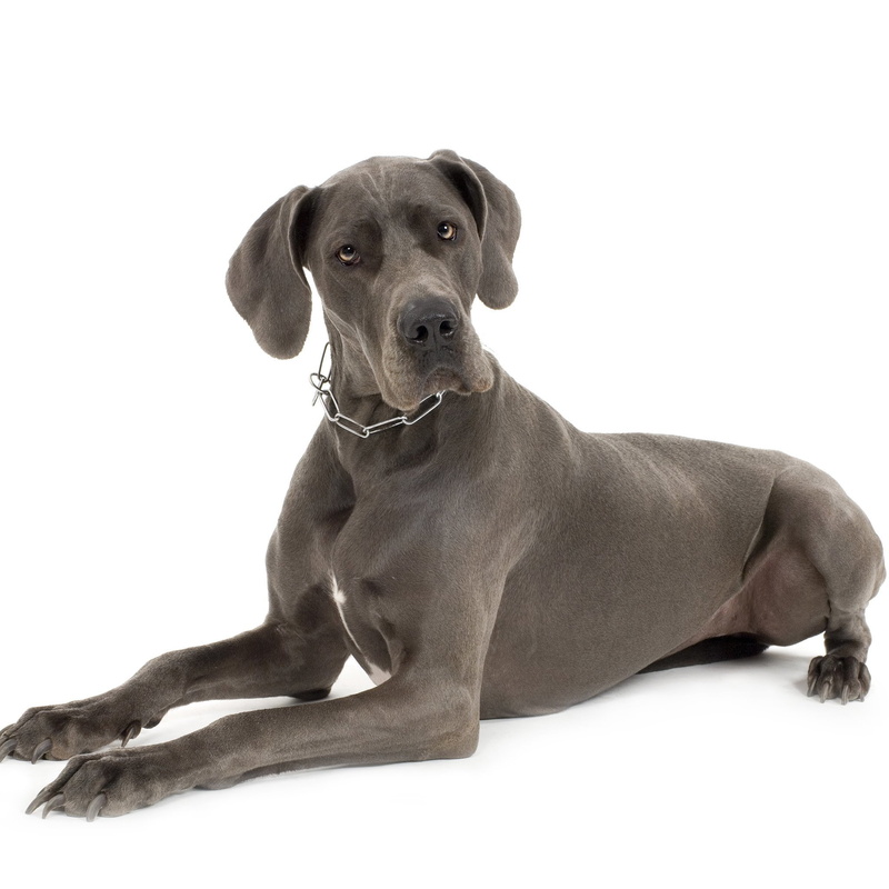 studio shot, looking at camera, people, domestic, cut out, Dane, white background, canine, portrait, vertebrate, dogs, 1080P, domestic animals, dog, relaxation