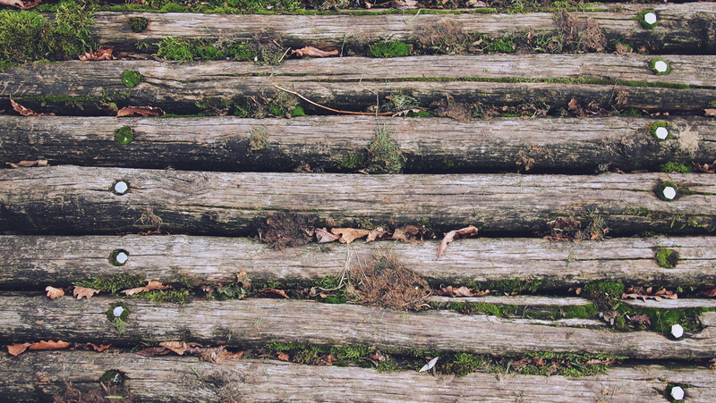 pattern, day, tree, plant, wood - Material, abstract, log, trailings, no people, animal wildlife, full frame, beauty in nature, animals in the wild, textured