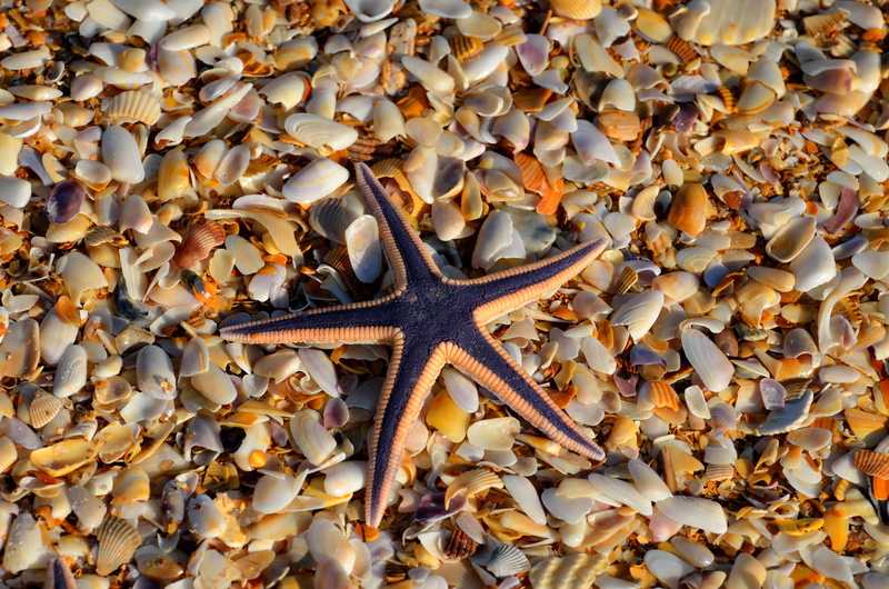 sea, echinoderm, natural, change, tourism, land, tropical, day, brown, nobody, exotic, shape, star shape, black, shells, red, ocean, outdoors, hobby, one animal