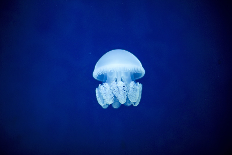 floating on water, white, animal themes, sea life, nature, dubai, life, aquatic, tropical, fishing, jelly fish, swimming, design, collection, jellyfish
