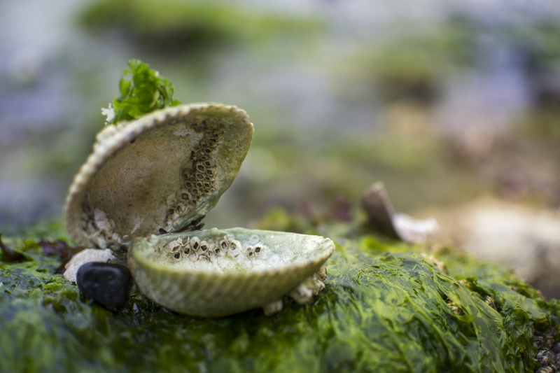 tropical, nature, shell, pearl, mushroom, freshness, c, coast, 4K, food, clamp, colorful, summer, pattern, moss, environment, color, close-up, travel