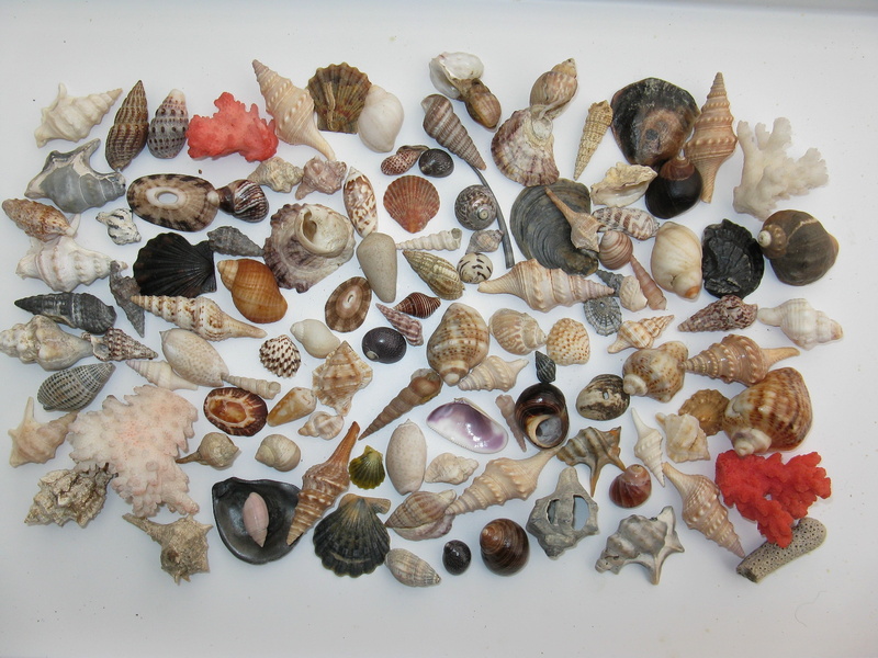 directly above, white background, nature, high angle view, table, wellbeing, reef, sand, barnacles, diving, decorative, shells, macro, molluscs, sea water