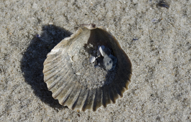 animal shell, day, symbol, sunlight, Seashell, ocean sound, focus on foreground, sand, sea, dead, picked up, invertebrate, beach drift, high angle view