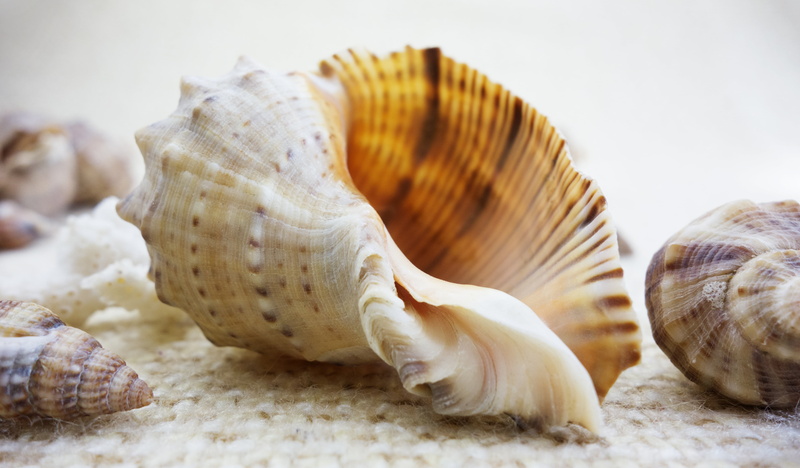 still life, seashell, day, no people, food, travel, shell, aquatic, animal wildlife, conch, souvenir, decoration, snailshell, animal, food and drink, nature