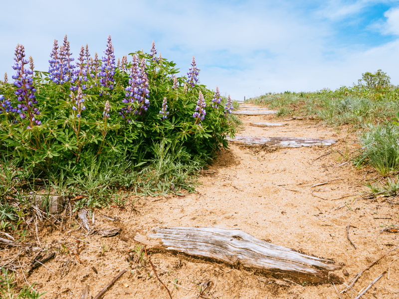 outdoors, no people, nature, sky, plant, united states, green color, land, hiking, ottawa lake recreation area, olympus, midwest, 4K, tranquility, growth